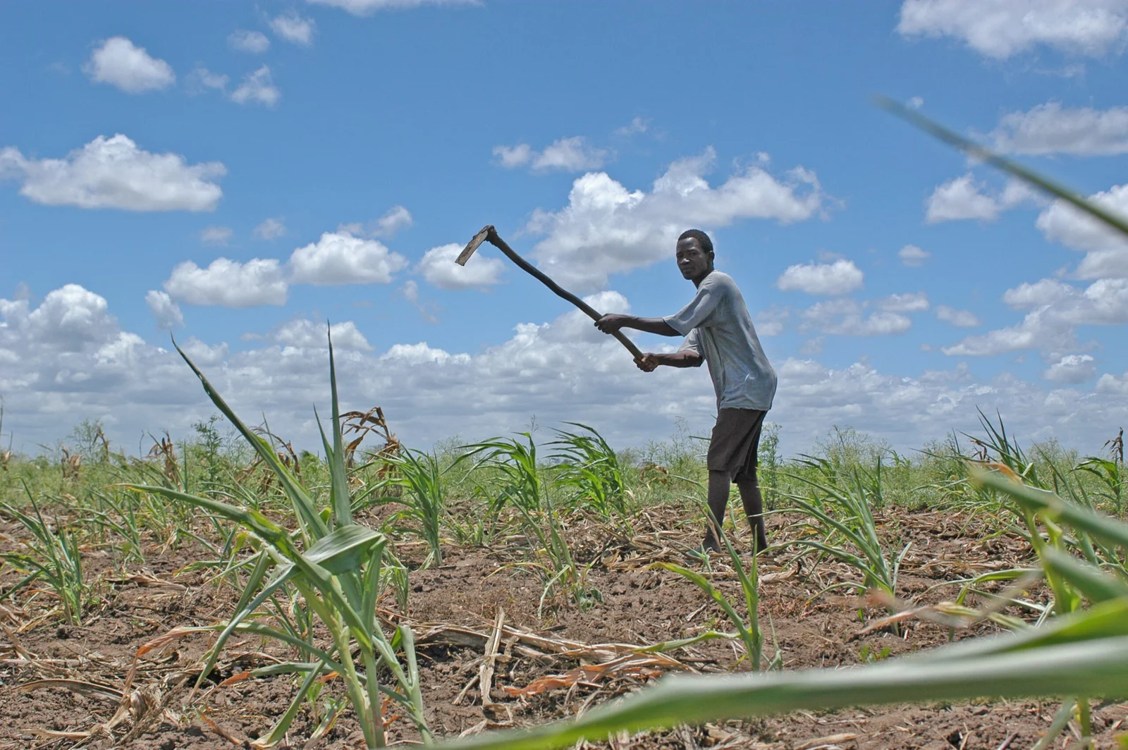 Land Use Act and Land Tenure Systems; The Land Use Act vs. Traditional Land Tenure: A Complex Interaction
